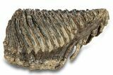 Fossil Woolly Mammoth Molar - Siberia #260004-1